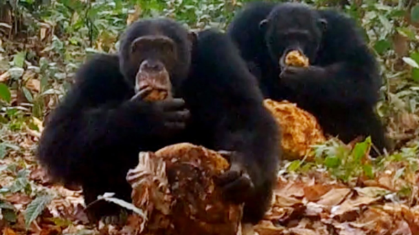 Chimpanzees Sharing Alcoholic Fruit