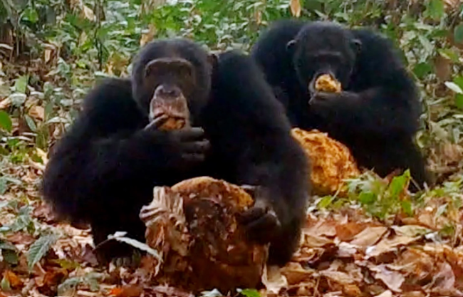 Chimpanzees Sharing Alcoholic Fruit: New Findings Chimpanzees Sharing Alcoholic Fruit