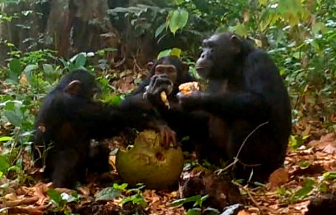 Chimpanzees Sharing Alcoholic Fruit: New Findings Chimpanzees Sharing Alcoholic Fruit