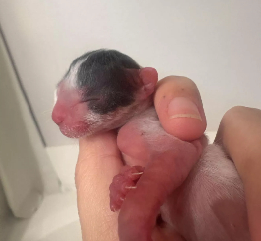 Newborn Kitten Care: A Heartfelt Rescue Story Newborn Kitten Care