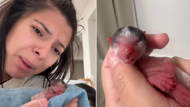 Newborn Kitten Care