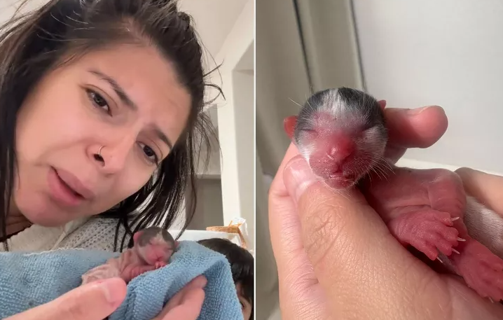Newborn Kitten Care: A Heartfelt Rescue Story Newborn Kitten Care
