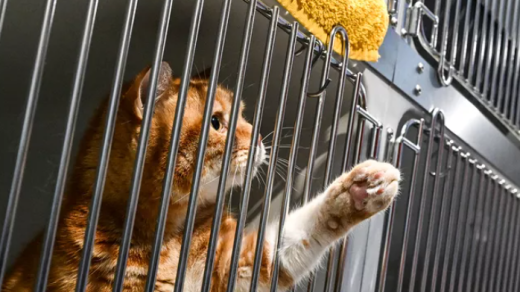 Missing cat found