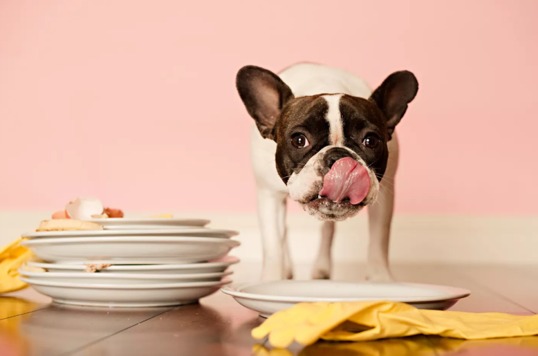 Letting Dog Lick Plates Hygiene