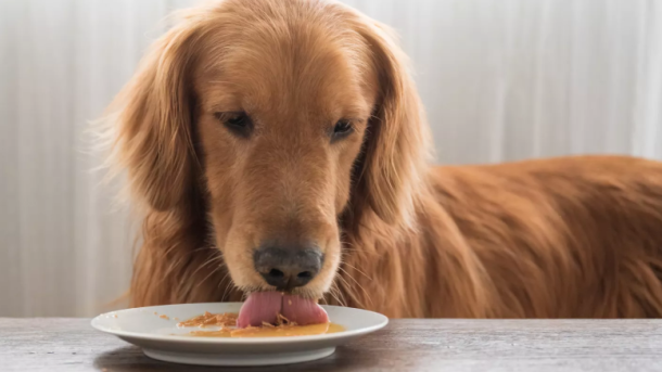 Letting Dog Lick Plates Hygiene