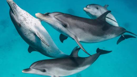 Dolphin Communication