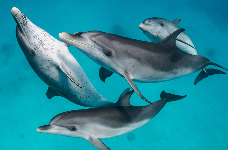 Dolphin Communication: A Breakthrough in Interactions Dolphin Communication