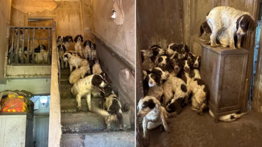 Doncaster Dog Rescue