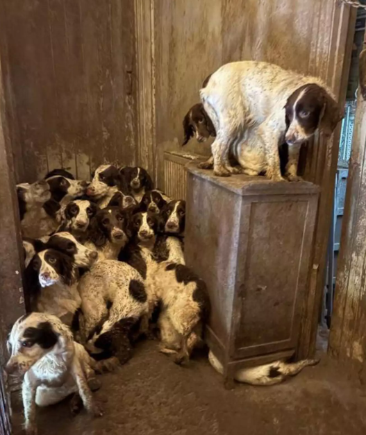 Doncaster Dog Rescue