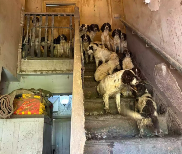 Doncaster Dog Rescue