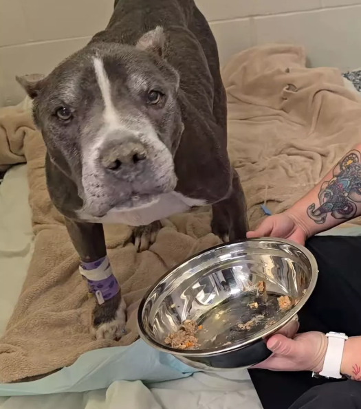 Abandoned Senior Dog Detroit Seeks New Forever Home Abandoned Senior Dog Detroit