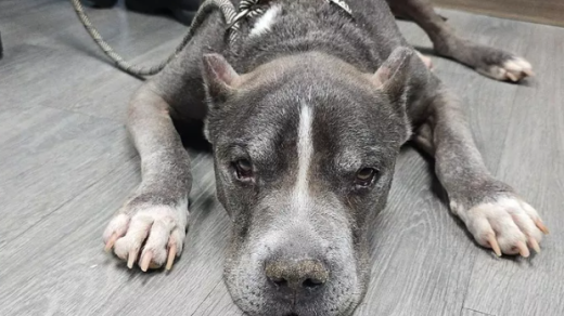 Abandoned Senior Dog Detroit