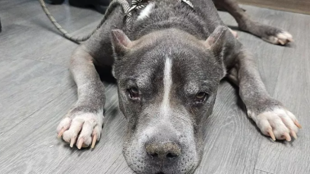 Abandoned Senior Dog Detroit