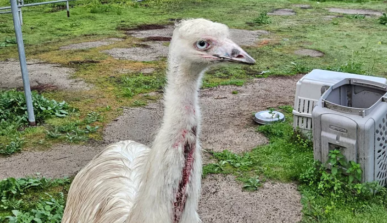 Vista California Emu Rescue: Injured Bird Found Wandering Vista California Emu Rescue