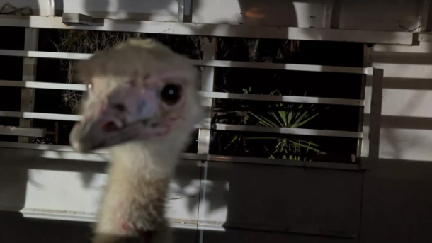 Vista California Emu Rescue