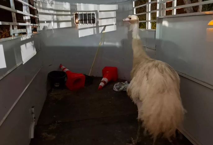 Vista California Emu Rescue: Injured Bird Found Wandering Vista California Emu Rescue