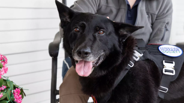 Retired Military Dogs