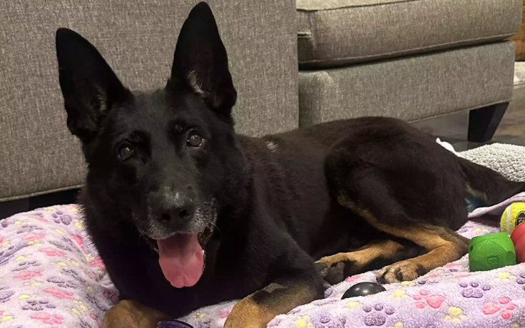 Retired Military Dogs Reunite with Their Handlers Retired Military Dogs