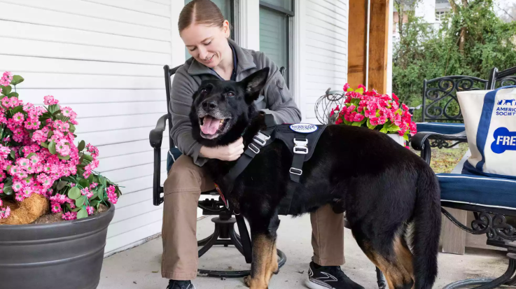 Retired Military Dogs Reunite with Their Handlers Retired Military Dogs