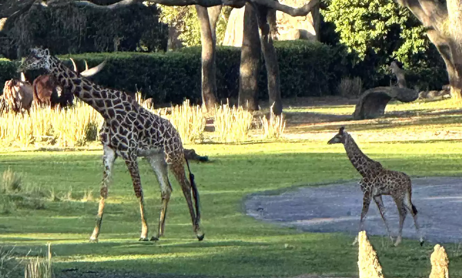 Tucker Baby Giraffe Debuts at Disney’s Animal Kingdom Tucker Baby Giraffe