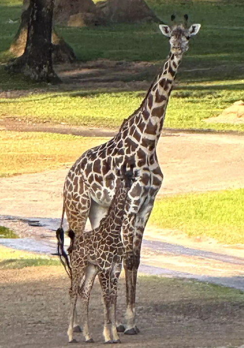 Tucker Baby Giraffe Debuts at Disney’s Animal Kingdom Tucker Baby Giraffe