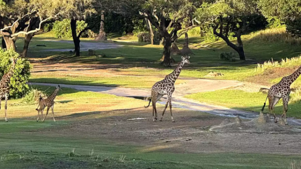 Tucker Baby Giraffe