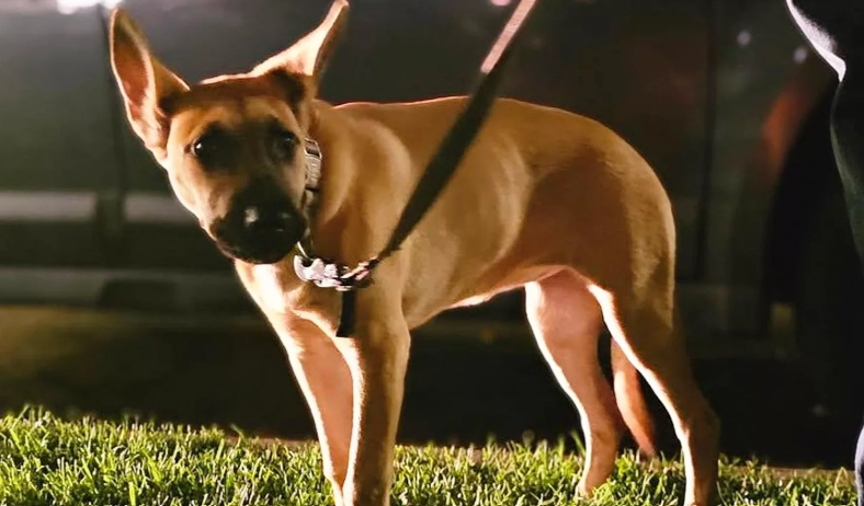 Alexander Cueva Arrest: Dog Abuse Caught on Video Alexander Cueva Arrest