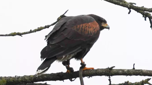 Harris's Hawk Attacks