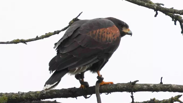 Harris's Hawk Attacks