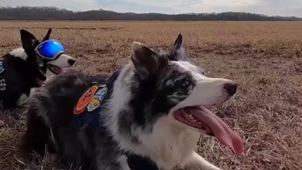 Airport Wildlife Control Dogs