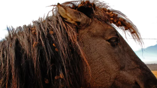 Horse Neglect Cases