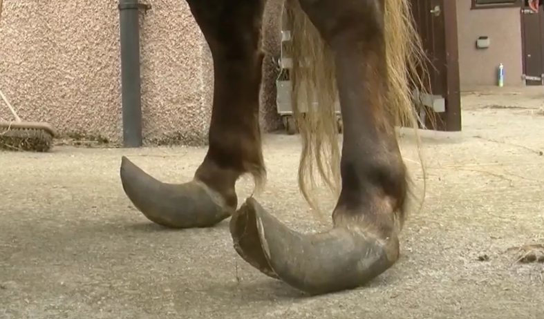 Horse Neglect Cases: Owners Charged for Severe Cruelty Horse Neglect Cases
