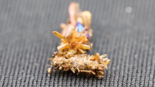 Bone Collector Caterpillar