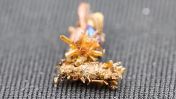 Bone Collector Caterpillar
