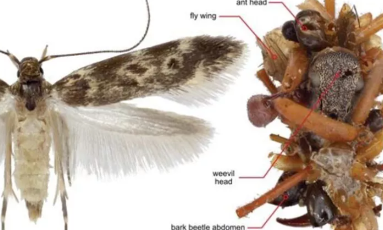Bone Collector Caterpillar Wears Its Prey For Survival Bone Collector Caterpillar