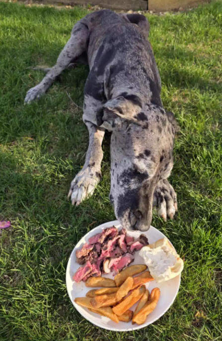 Texas Roadhouse Dog Last Meal: A Heartfelt Goodbye Texas Roadhouse Dog Last Meal