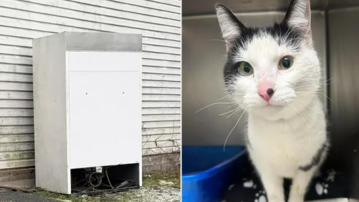 Youngstown Ohio Cat Rescue