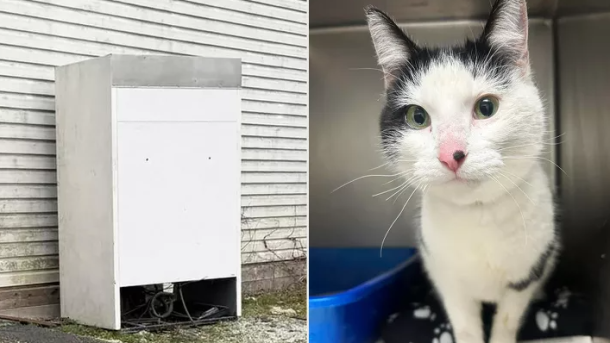 Youngstown Ohio Cat Rescue