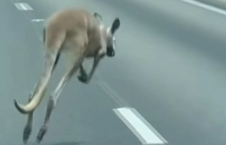 Runaway Kangaroo Alabama Causes Crash On I-85 Runaway Kangaroo Alabama