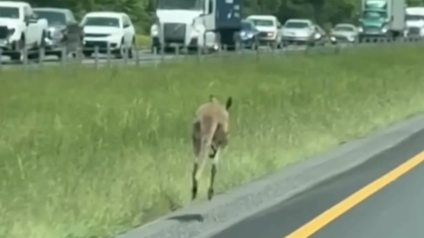 Runaway Kangaroo Alabama