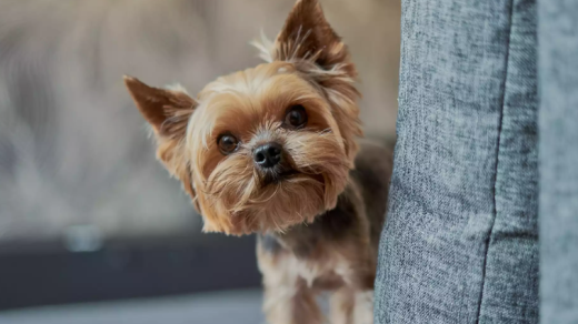 Dog reunited after 5 years