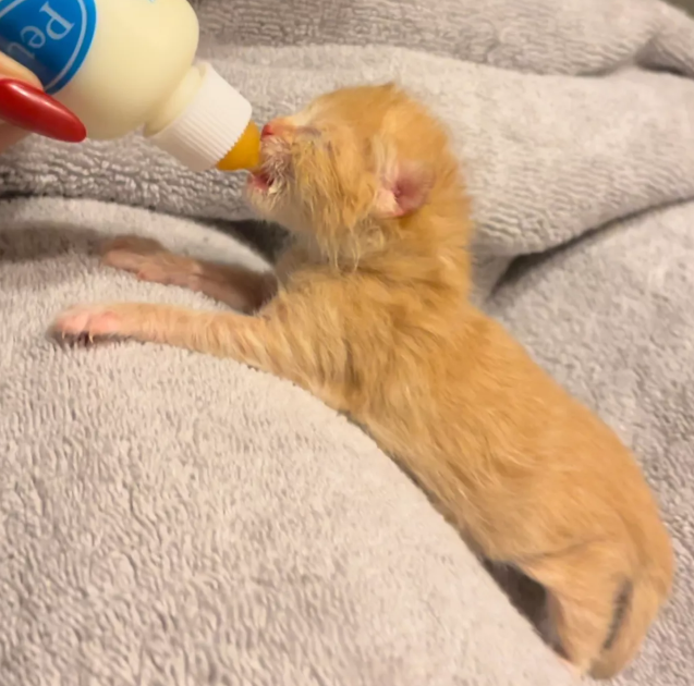 Foster Cat Reunion: A Heartfelt Journey Home Foster Cat Reunion