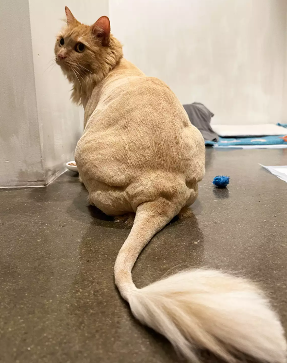 Foster Cat Reunion: A Heartfelt Journey Home Foster Cat Reunion