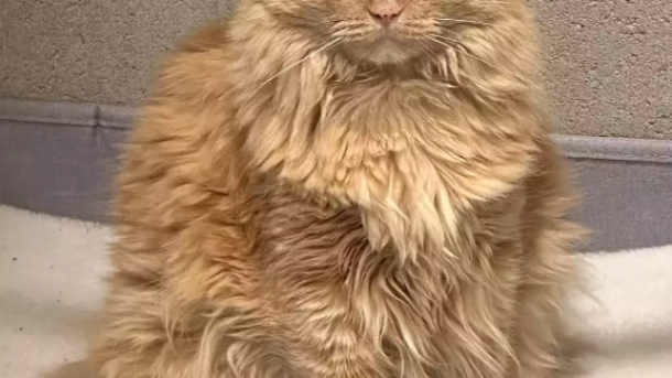 Foster Cat Reunion