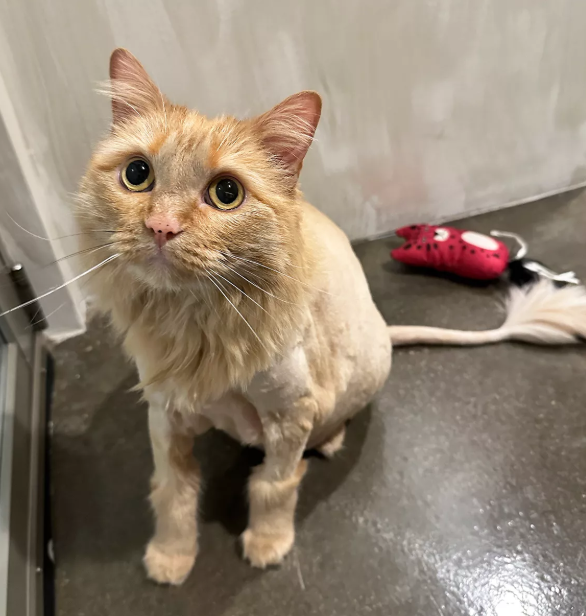 Foster Cat Reunion: A Heartfelt Journey Home Foster Cat Reunion