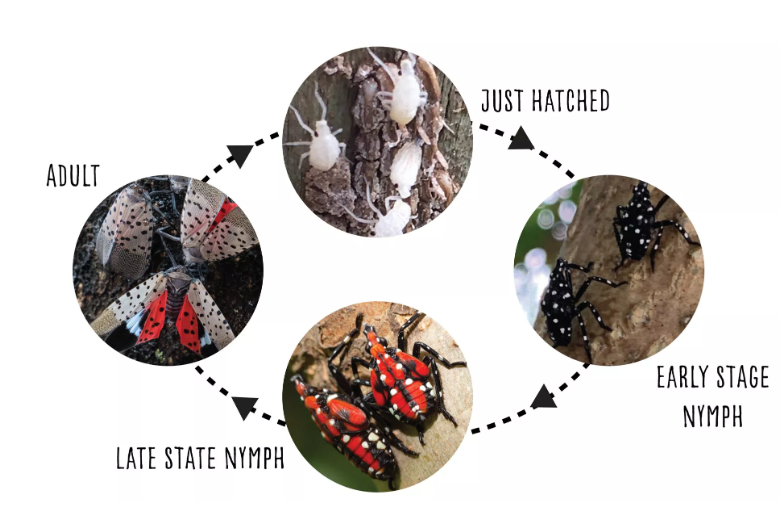 Spotted Lanternfly 2025