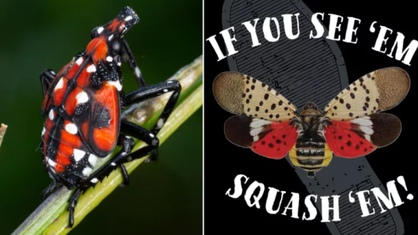 Spotted Lanternfly 2025