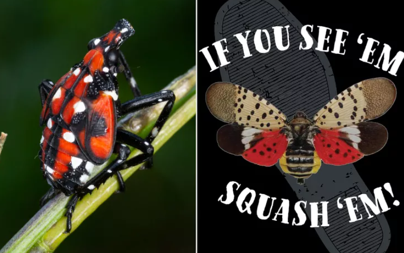 Spotted Lanternfly 2025