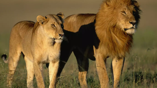 Kenya lion attack 2025