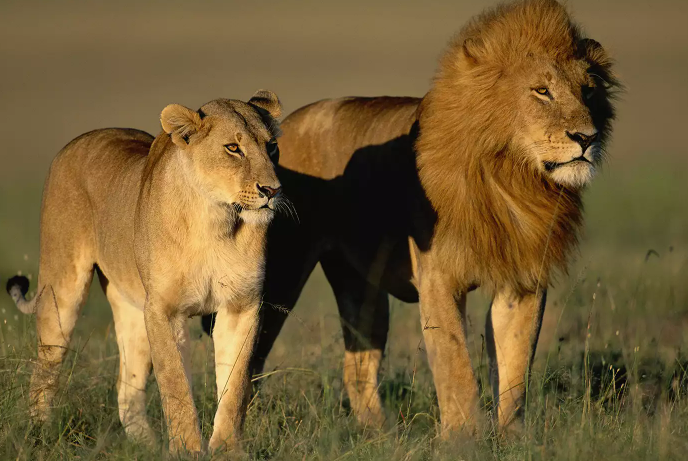 Kenya lion attack 2025: Teen Girl Killed by Lioness Kenya lion attack 2025